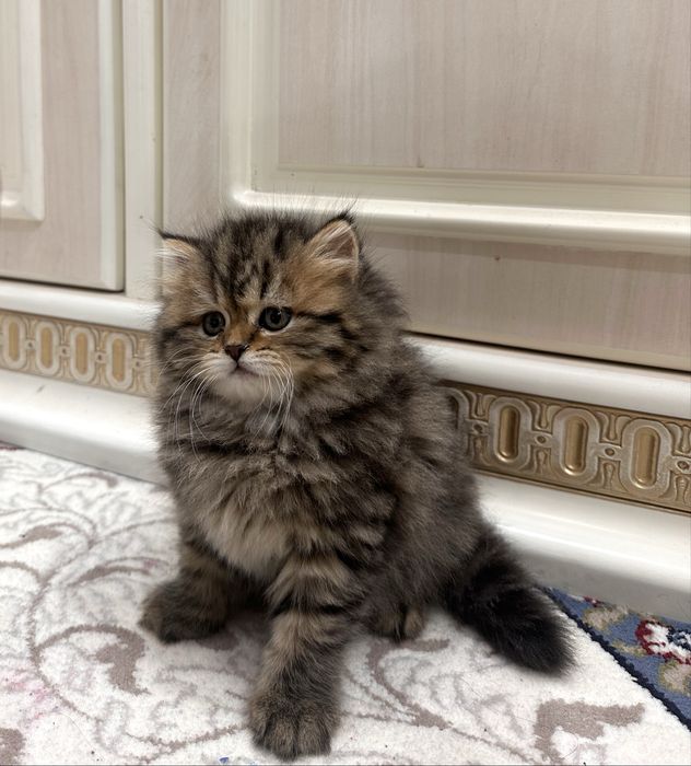 Британская золотая шиншилла