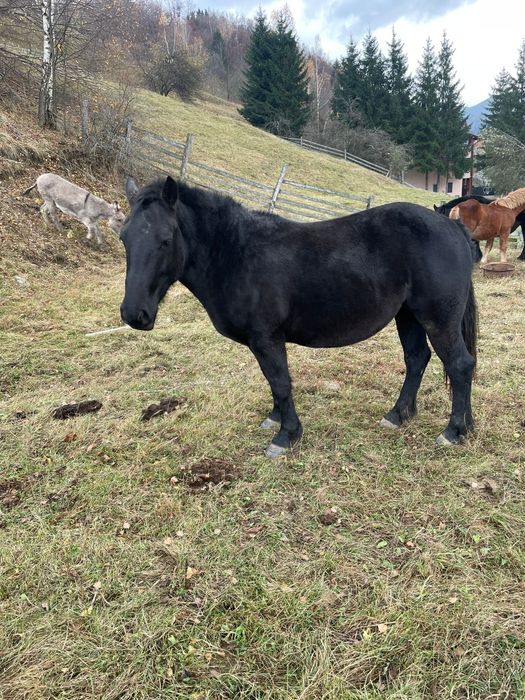 Manz de 7 luni si iapa de 2,5 ani