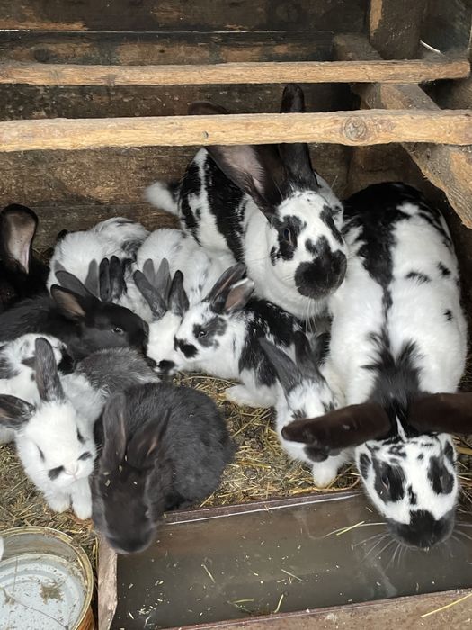 Vând iepuri puiuți