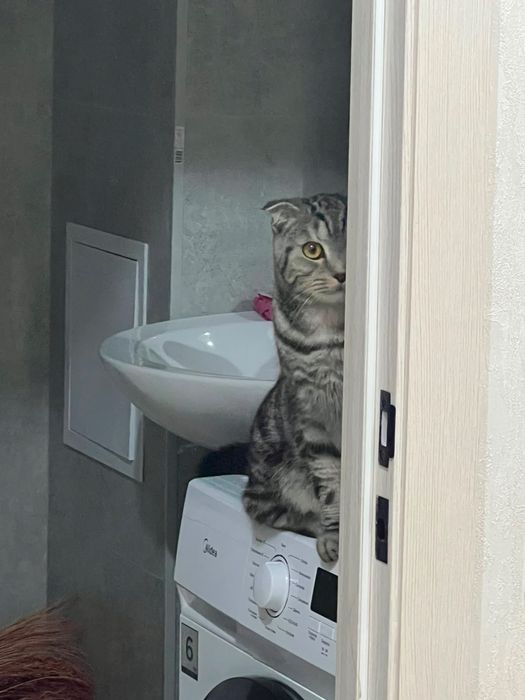 Кот бесплатно в хорошие руки