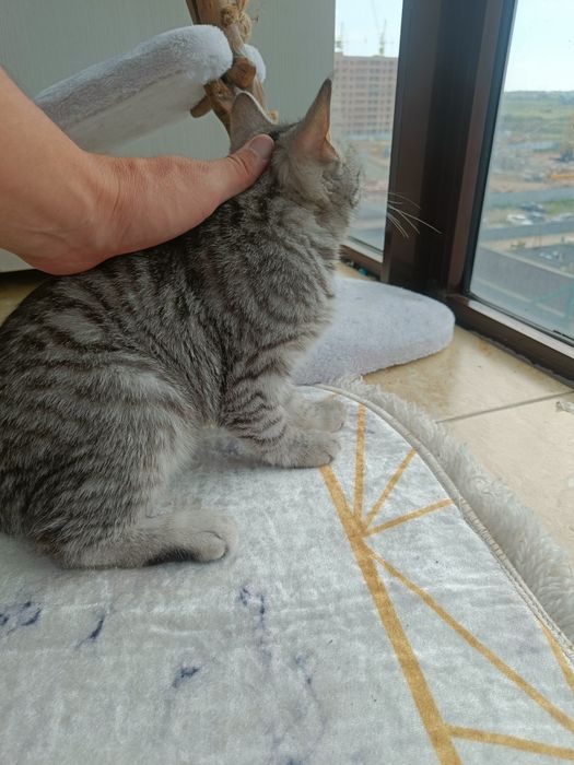 кошка в добрые руки