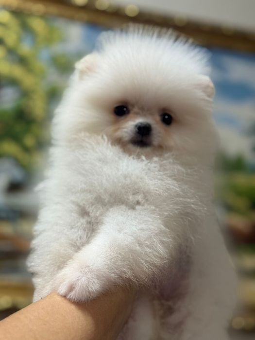 Шпицы мальчики и девочки