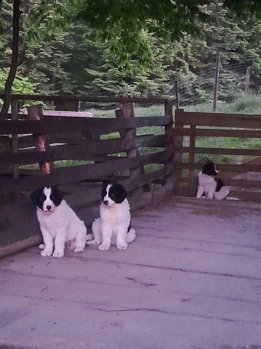 Vând mielute de bucovina