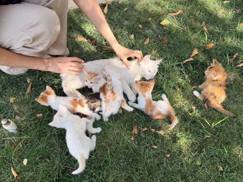 Котята в хорошие руки / Мушук болалари яхши кулларга