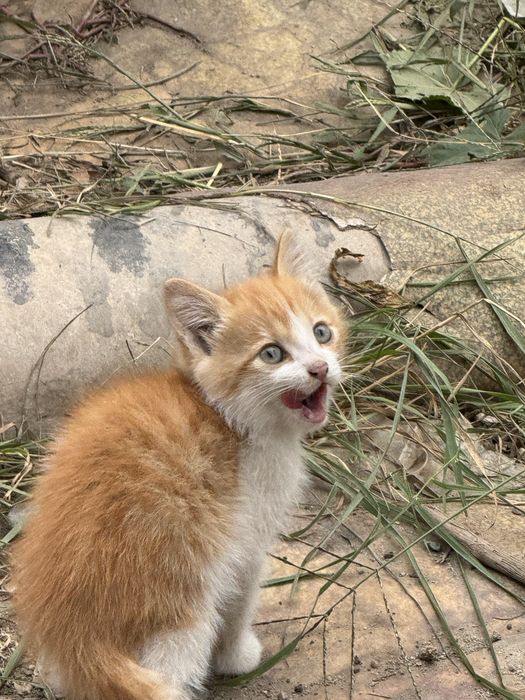 Срочно отдам котят