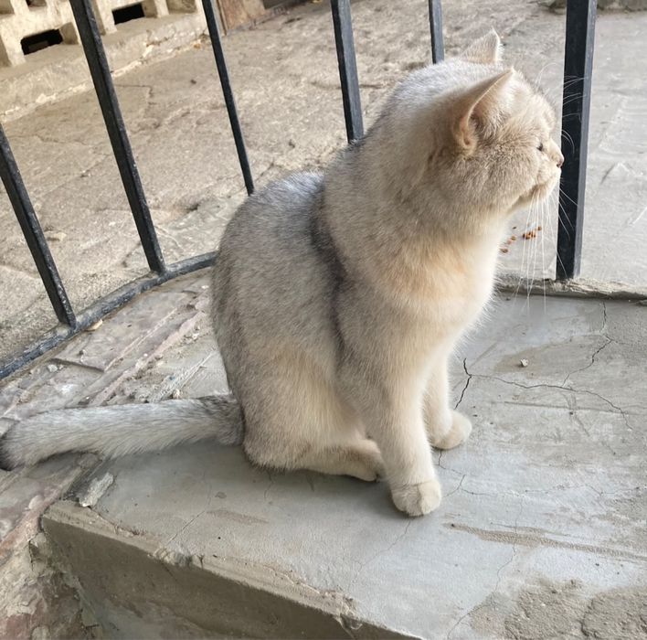 Ищу дом для кошечки