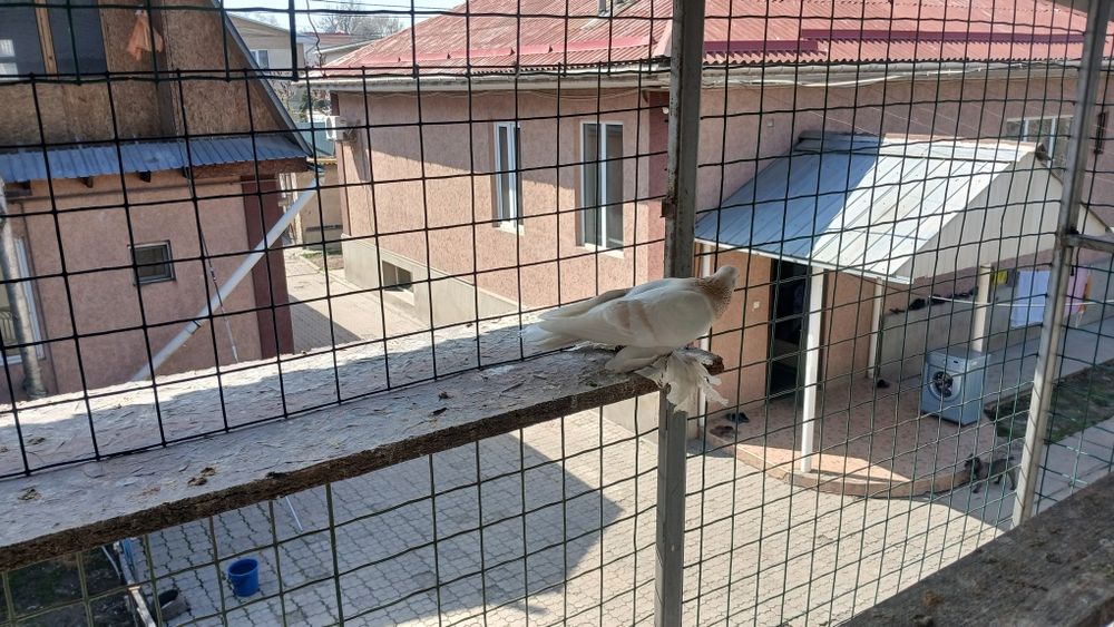 Голуби голуби голуби