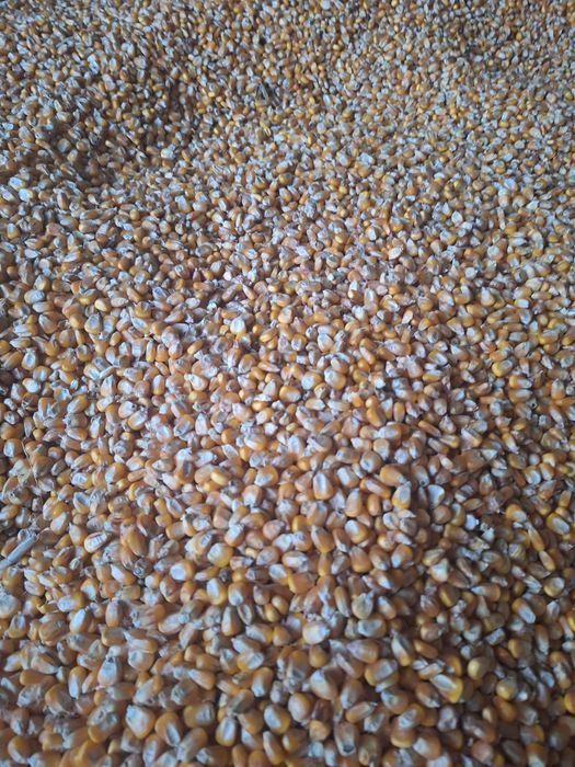 Porumb boabe semisticlos