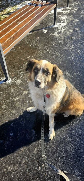 PetSitter/Cazare/Bona de animale Brașov