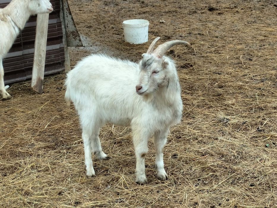 Еркек Ешкі Ламанча сатылады.