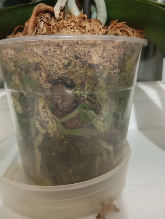 Орхидея фаленопсис.