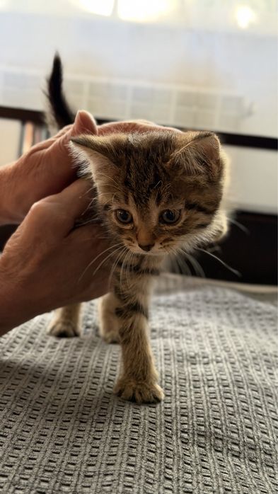 Отдам котенка в добрые руки