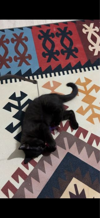 Отдаю котенка в хорошие руки