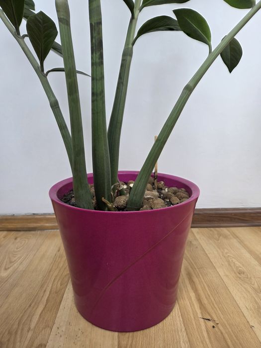 Замиокулькас, денежное дерево, 105 см