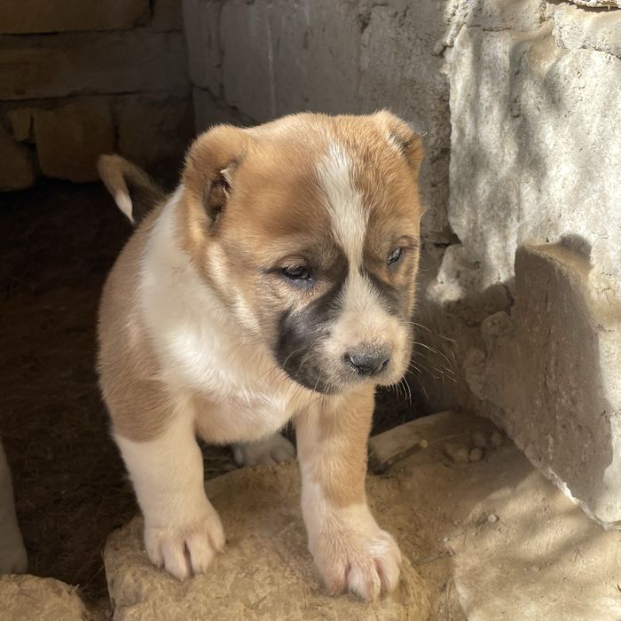 Алабай күшіктер сатылады