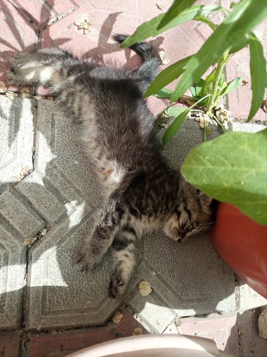 Отдам в хорошие руки котят
