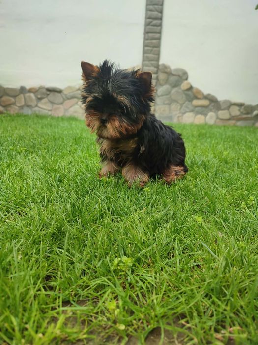 Йоркширски териер-йорки