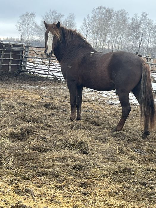 Жеребец на племя