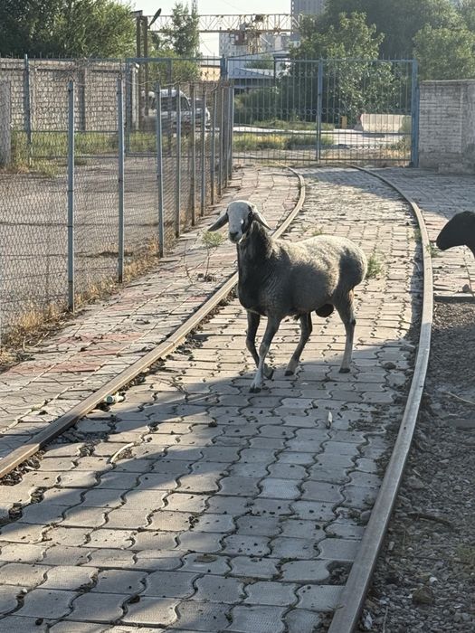 Qo’y баран. Urg’ochi bilan erkegi