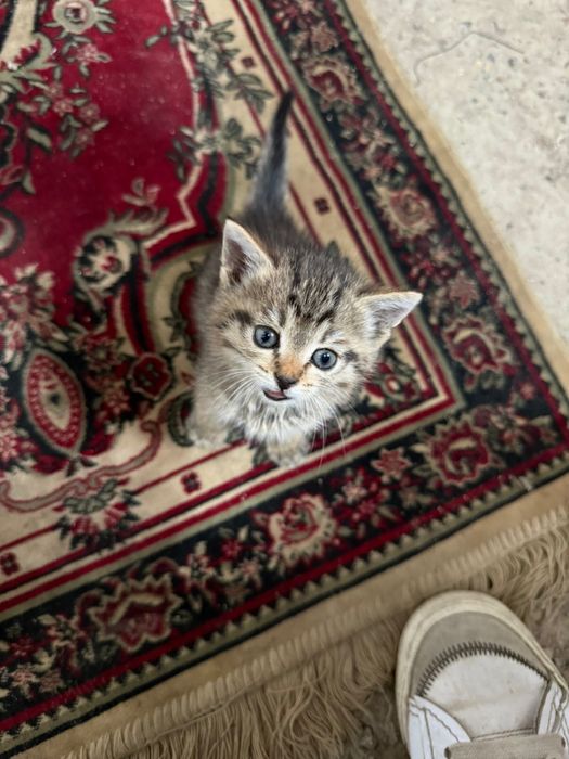 котёнок в хорошие руки