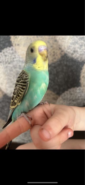 Волнистый попугай .