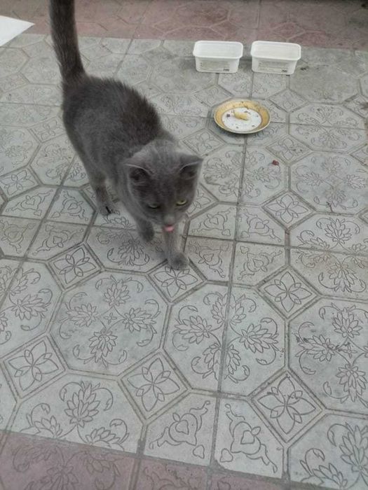 Отдам серенькую кошечку