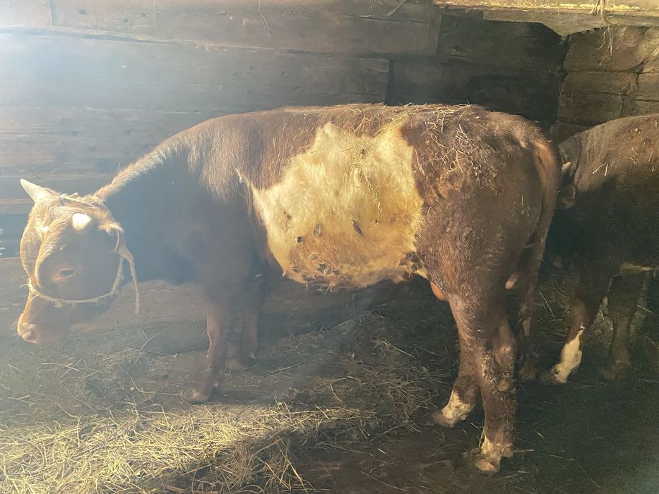 Откорм бычки, откорм бұқалар