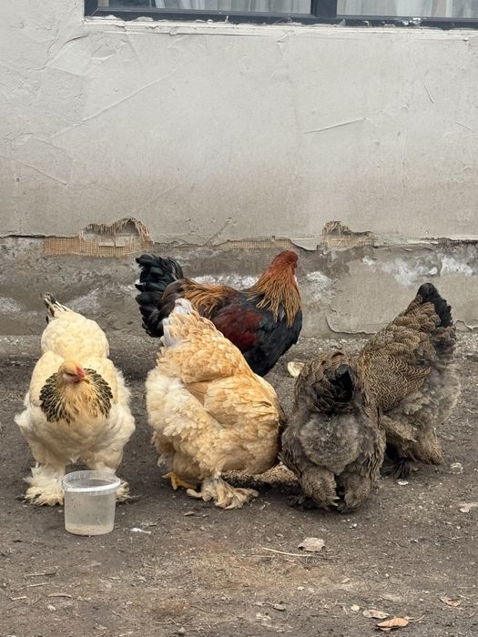 Продам курей брамы молодые особи