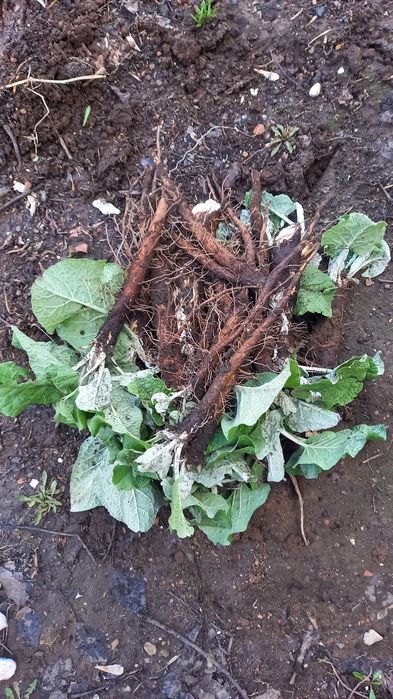 Корень лопуха весенний, свежий