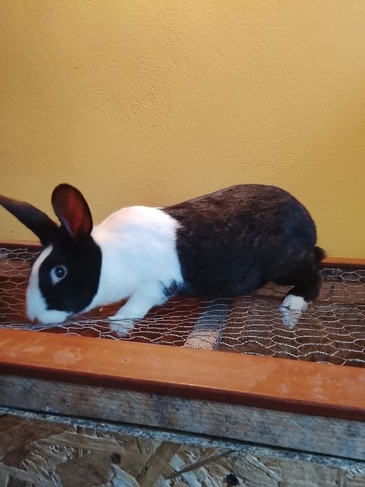 Iepure hycole francez femelă