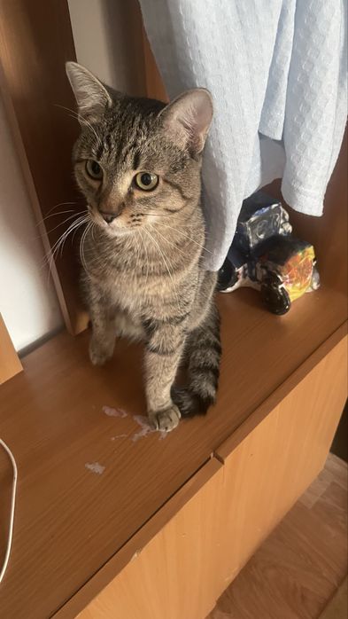 Отдам кошку в хорошем руки