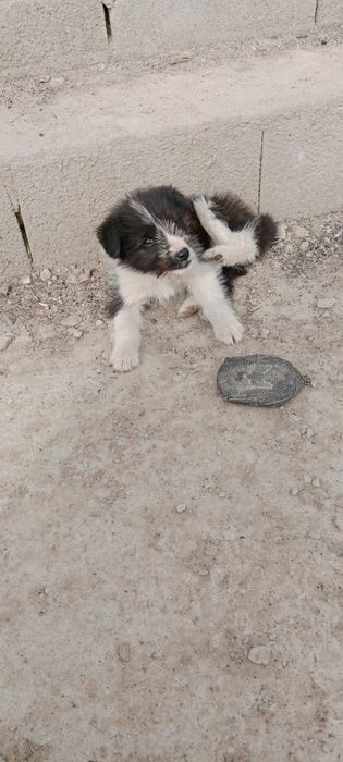 Отдам щенка в добрые руки