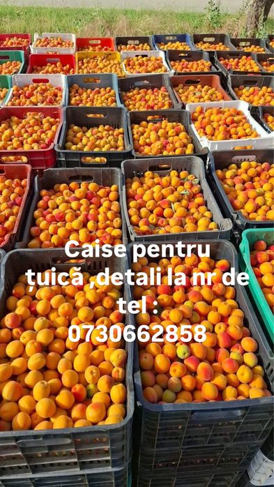 Vand caise pentru tuica