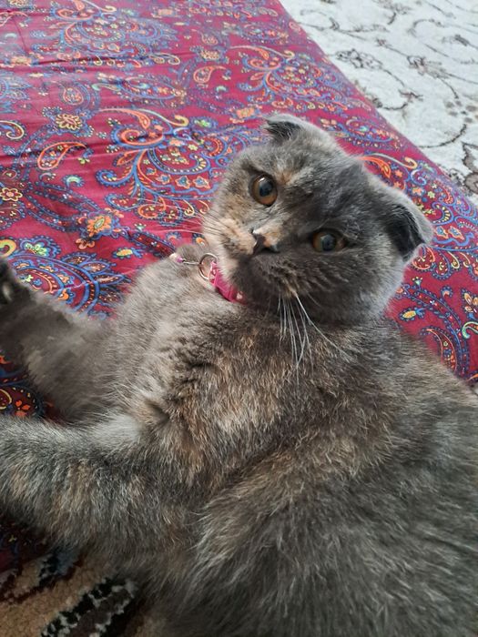 Породистая кошка Скоттиш