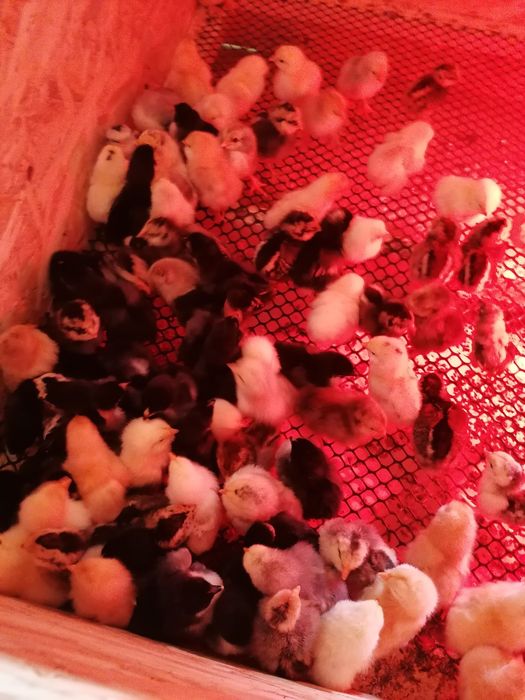 Pui de găină de țară