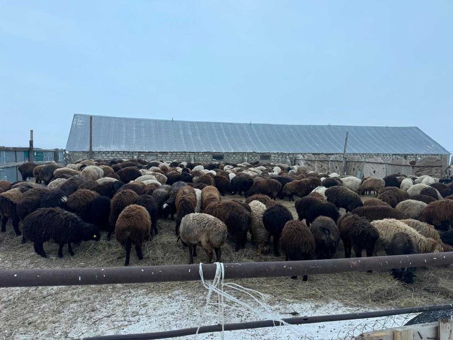 Продам крестьянское хозяйство