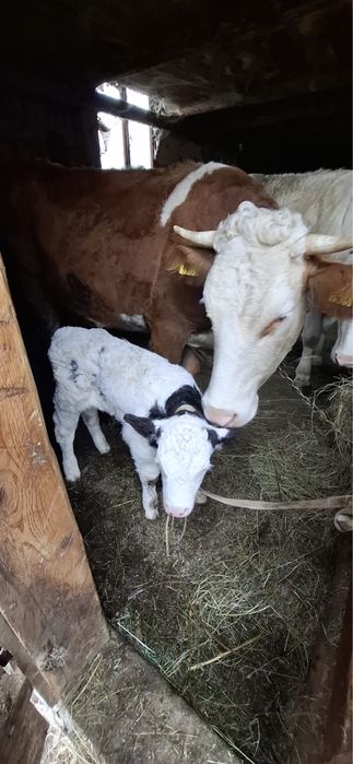 Vănd vacă cu vițel