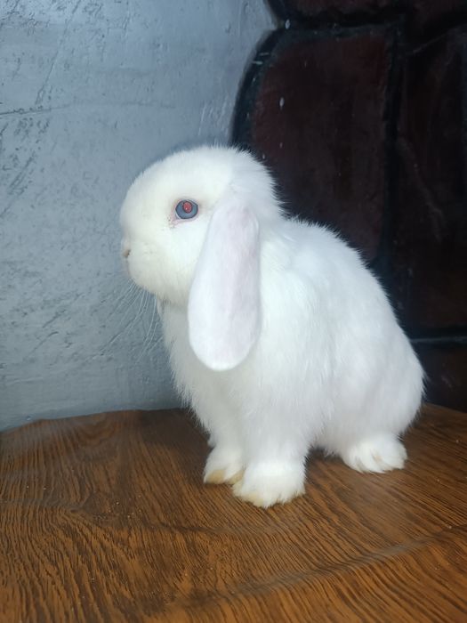 Продается декоративный кролик