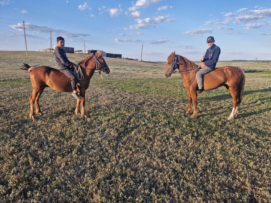 Жылкы кокпар ат айгыр