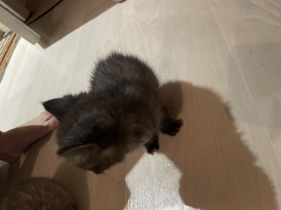 Отдам котят девочек