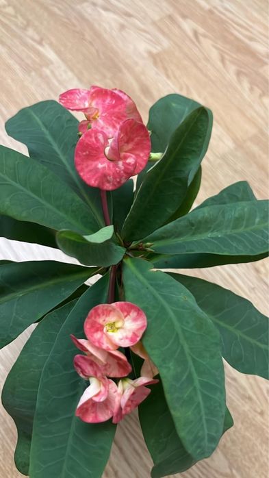 Комнатные цветы  цветы цветы для дома и офиса