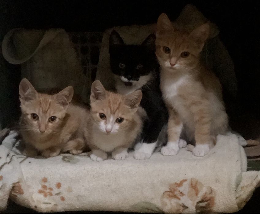 Пристриваются котята