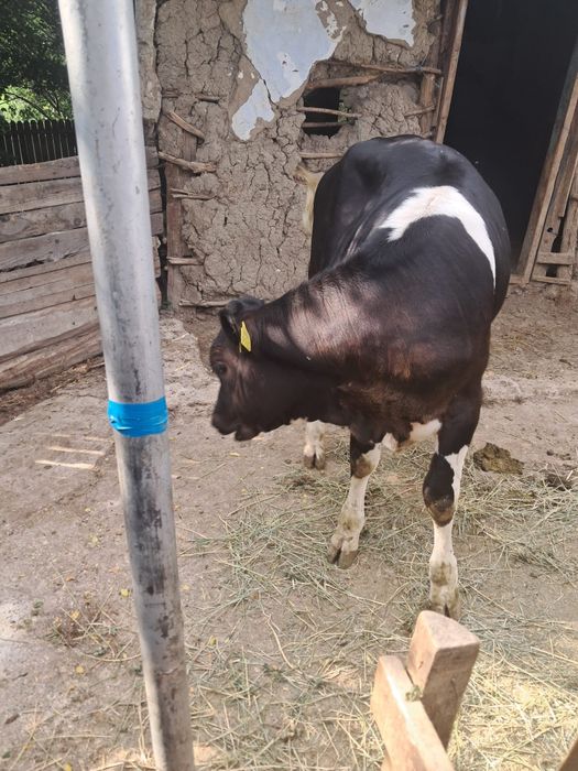 Vând vița de 5 luni