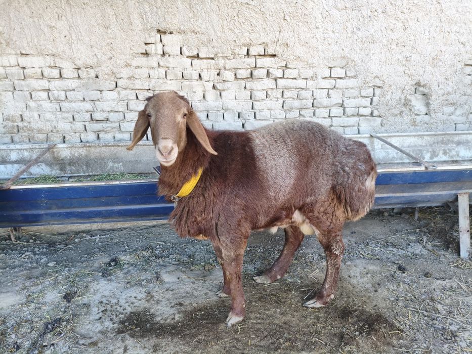 Arashan qoʻchqorlar. Zot uchun