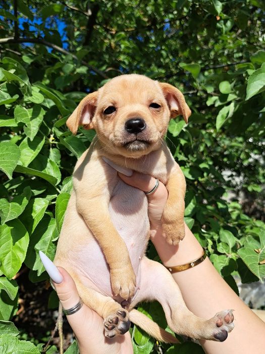 Продам карликового пинчера