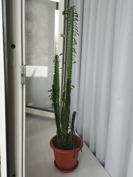 Продам кактус 3500