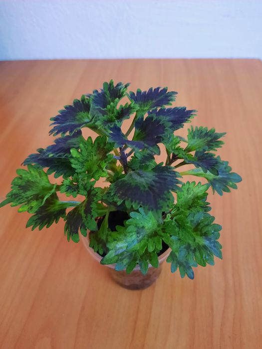 Колеус комнатный