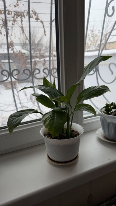 Комнатные цветы