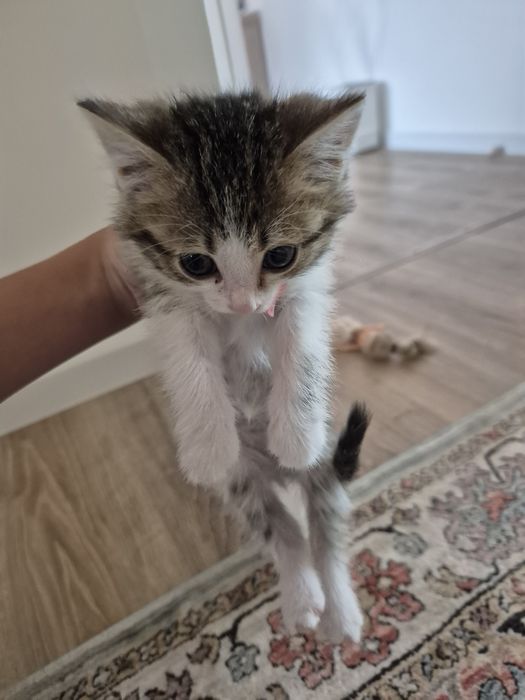 Мысык бар тегин туалет уйренген