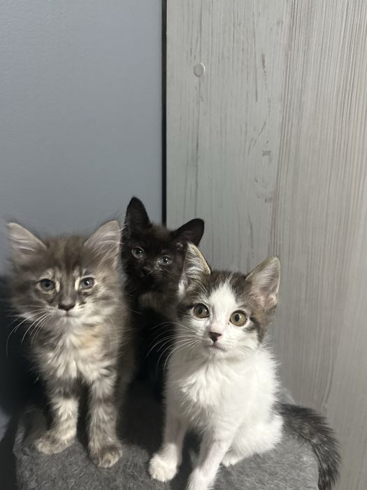 котят в добрые руки
